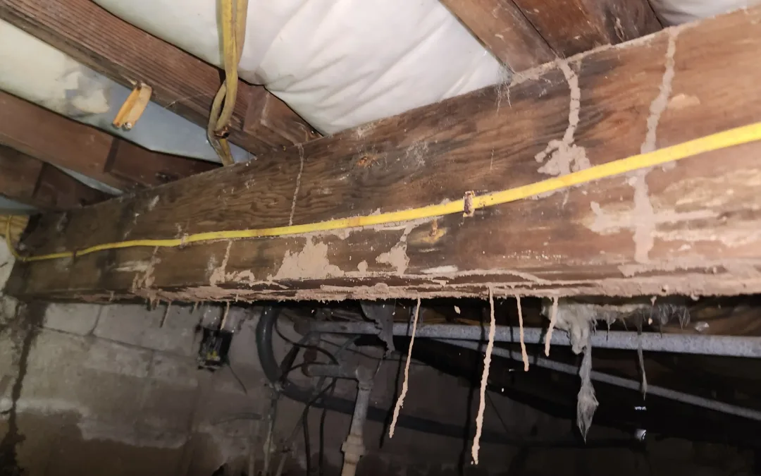 Termite Damage at the Jersey Shore: What Homeowners and Buyers Need to Know